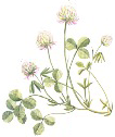 clover illustration by Jane Abbott
