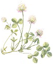 clover illustration by Jane Abbott